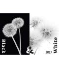 Wandkalender Black & White 2017