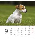 Stolní kalendář Mini Puppies 2017
