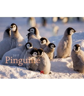 Nástěnný kalendář Tučňáci / Pinguine 2017
