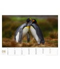 Wall calendar Pinguine 2017