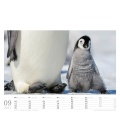 Wandkalender Pinguine 2017