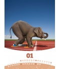 Wandkalender Elephant Life 2017