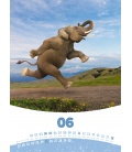 Wandkalender Elephant Life 2017