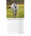 Wall calendar Pferde 30 x 30 cm 2017