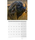 Nástěnný kalendář Africká divočina / African Wildlife 30 x 30 cm 2017