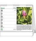 Stolní kalendář - IDEÁL - Léčivé rostliny 2017