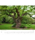 Wall calendar Bäume 2017