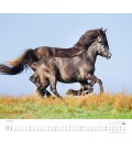 Wall calendar ...geliebte Pferde 2017