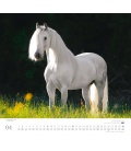 Wall calendar ...geliebte Pferde 2017