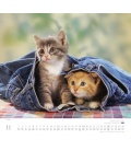 Wall calendar ...geliebte Kätzchen 2017