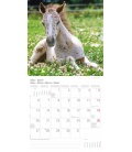 Nástěnný kalendář Koně / Pferde T&C 2017