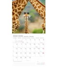 Nástěnný kalendář Divočina / Wildlife T&C 2017