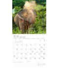 Wall calendar Elefanten T&C 2017