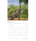 Nástěnný kalendář Sloni / Elefanten T&C 2017