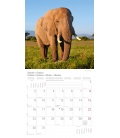 Nástěnný kalendář Sloni / Elefanten T&C 2017