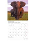 Wall calendar Elefanten T&C 2017