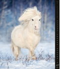Nástěnný kalendář Horses Dreaming 2018