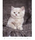 Wandkalender Kočičky - Kittens 2018