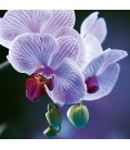Nástěnný kalendář Orchideje 2018