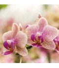 Wandkalender Orchids 2018