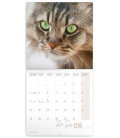 Nástěnný kalendář Kočky 2018