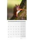 Nástěnný kalendář Veverky / Eichhörnchen 30x30 2018