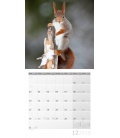 Nástěnný kalendář Veverky / Eichhörnchen 30x30 2018