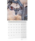 Nástěnný kalendář Africká divočina / African Wildlife 30x30 2018