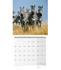 Wall calendar  African Wildlife 30x30 2018