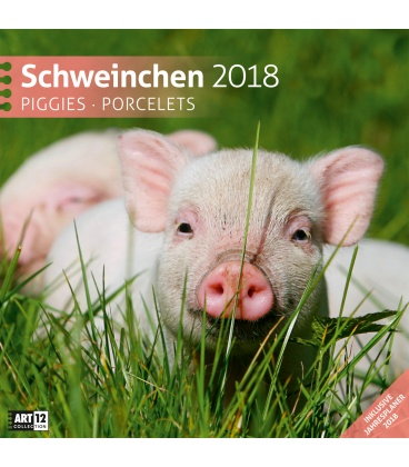 Wall calendar  Schweinchen 30x30 2018