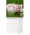Wall calendar  Schweinchen 30x30 2018