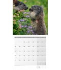 Wall calendar  Heimische Wildtiere 30x30 2018