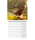 Wall calendar  Heimische Wildtiere 30x30 2018