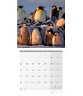 Nástěnný kalendář Tučňáci / Pinguine 30x30 2018
