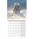 Nástěnný kalendář Sovy / Eulen 30x30 2018