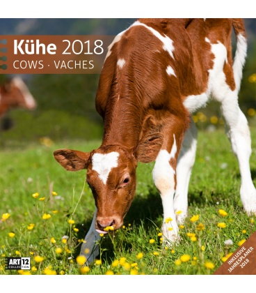 Nástěnný kalendář Krávy / Kühe 30x30 2018