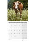 Nástěnný kalendář Krávy / Kühe 30x30 2018