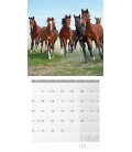 Wandkalender  Pferde 30x30 2018