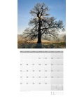 Wall calendar  Bäume 30x30 2018