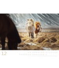 Wandkalender  Wilde Pferde 2018