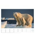 Wall calendar  Eisbären 2018