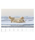 Nástěnný kalendář Lední medvědi / Eisbären 2018