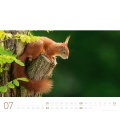 Nástěnný kalendář Veverky / Eichhörnchen 2018