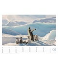 Nástěnný kalendář Tučňáci / Pinguine 2018