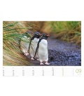 Nástěnný kalendář Tučňáci / Pinguine 2018