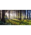 Nástěnný kalendář Divoký les / Wilde Wälder 2018