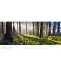 Nástěnný kalendář Divoký les / Wilde Wälder 2018