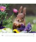 Nástěnný kalendář Veverky / ...geliebte Eichhörnchen 2018