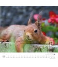 Wandkalender ...geliebte Eichhörnchen 2018