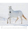 Nástěnný kalendář Koně / ...geliebte Pferde 2018